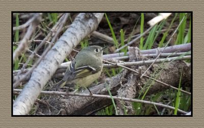 2023-03-13 5261 Ruby-crowned Kinglet