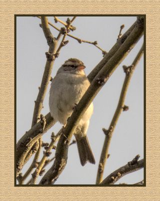 2023-03-13 5181 Chipping Sparrow