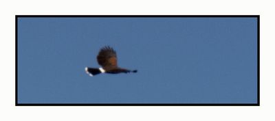 2023-03-13 5339 Harris's Hawk