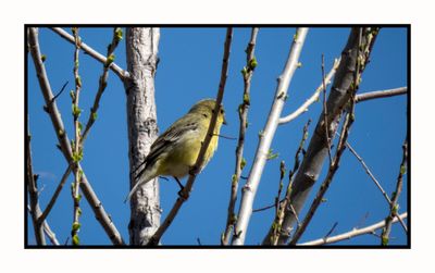2023-03-13 5346 Female Lesser Goldfinch