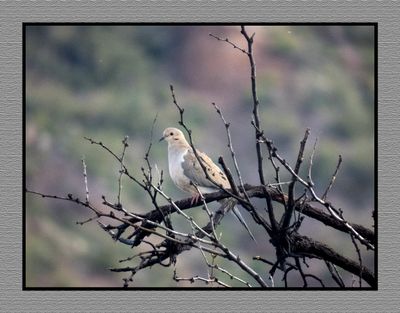 2023-03-16 5389 Mourning Dove