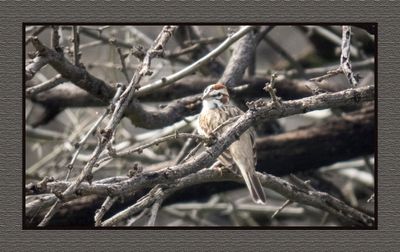 2023-03-16 5444 Lark Sparrow