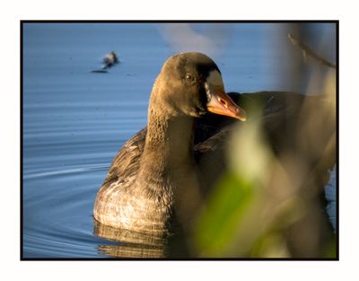 2023-03-23 5460 Greater White-fronted Goose