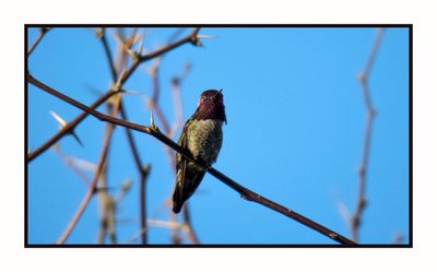 2023-03-23 5500 Anna's Hummingbird
