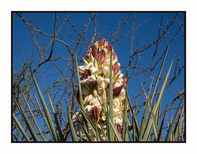2023-03-23 5512 Flowering Yucca