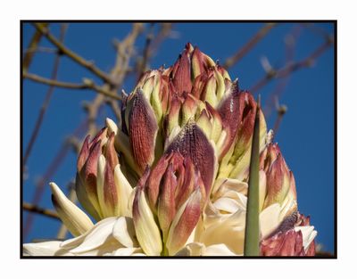 2023-03-23 5514 Flowering Yucca
