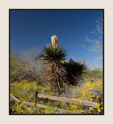 2023-03-23 5517 Flowering Yucca