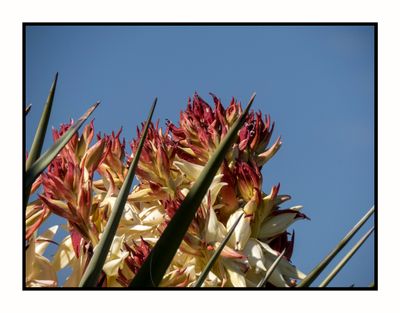 2023-03-23 5518 Flowering Yucca