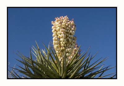 2023-03-23 5520 Flowering Yucca