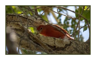 2023-03-27 5549 Summer Tanager