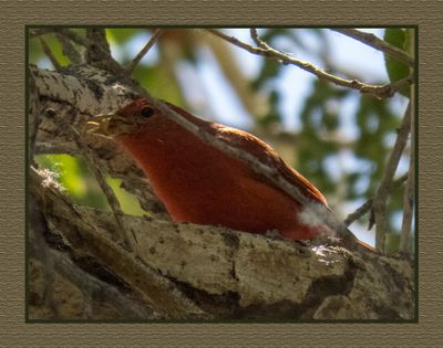 2023-03-27 5550 Summer Tanager with Lunch