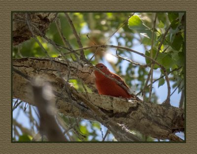 2023-03-27 5552 Summer Tanager with Lunch