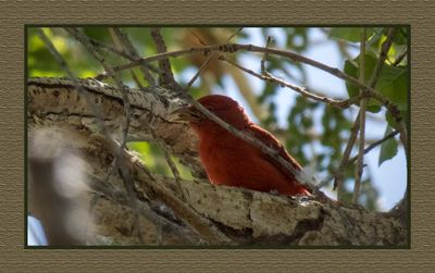 2023-03-27 5553 Summer Tanager with Lunch