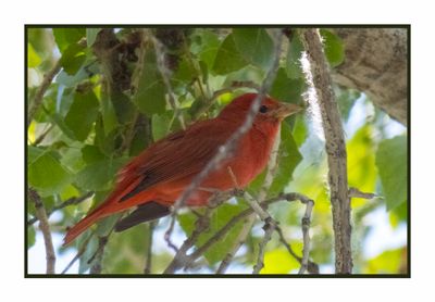 2023-03-27 5554 Summer Tanager