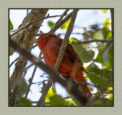 2023-03-27 5562 Summer Tanager