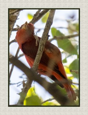 2023-03-27 5564 Summer Tanager With an Itch