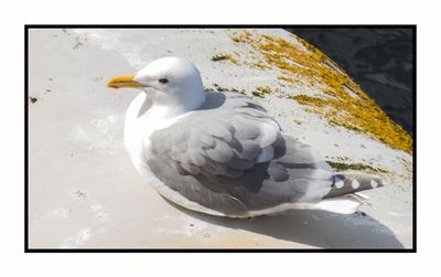 2023-04-13 5690 Glaucous-Winged Gull