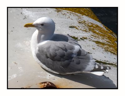 2023-04-13 5693 Glaucous-Winged Gull