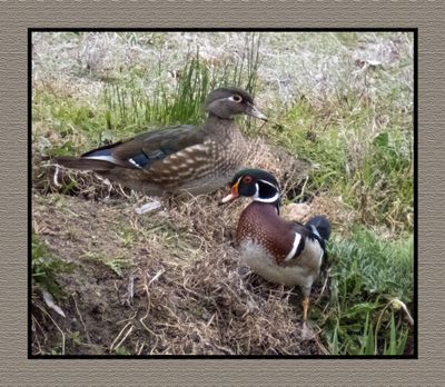2023-04-24 5728 Wood Duck Couple