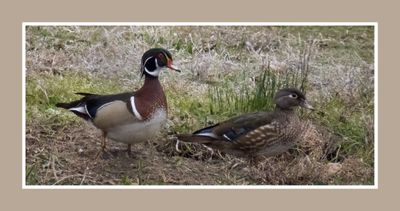 2023-04-24 5730 Wood Duck Couple