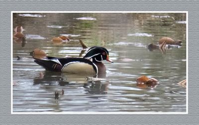 2023-04-24 5741 Wood Duck