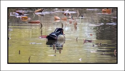 2023-04-24 5745 Wood Duck