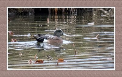 2023-04-24 5732 American Wigeon