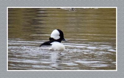 2023-04-24 5736 Bufflehead