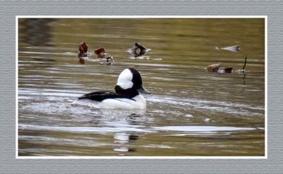 2023-04-24 5738 Bufflehead