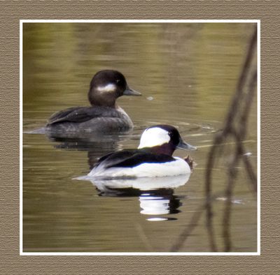 2023-04-24 5793 F&M Bufflehead