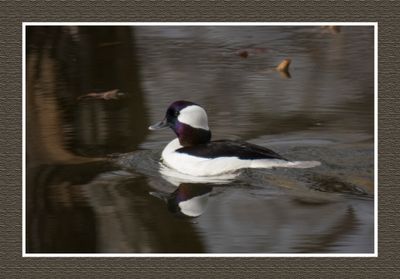 2023-04-24 5797 Bufflehead