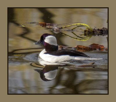 2023-04-24 5802 Bufflehead