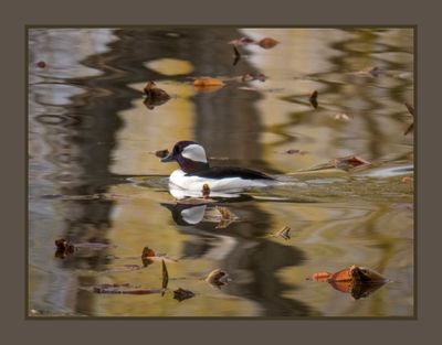 2023-04-24 5804 Bufflehead