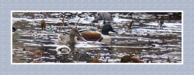 2023-04-24 5768 F&M Northern Shoveler