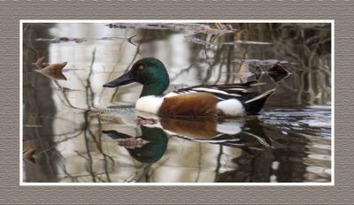 2023-04-24 5779 Northern Shoveler