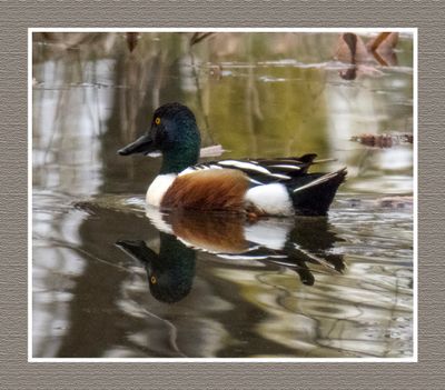2023-04-24 5780 Northern Shoveler