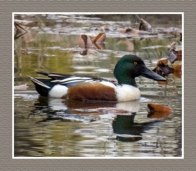 2023-04-24 5781 Northern Shoveler