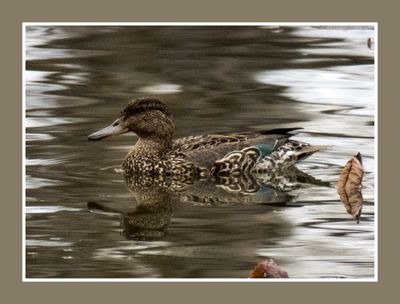 2023-04-24 5770 Female Green-winged Teal