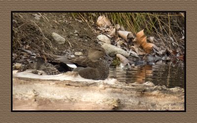 2023-04-24 5813 Well Camouflaged Gadwall
