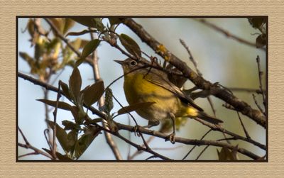 2024-05-04 5827 Nashville Warbler