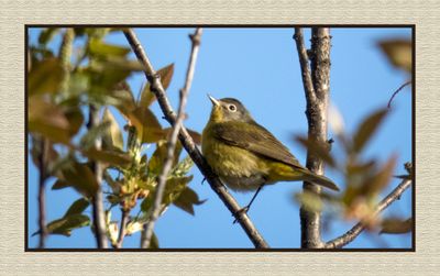 2024-05-04 5843 Nashville Warbler