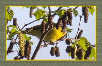 2024-05-04 5883 Nashville Warbler
