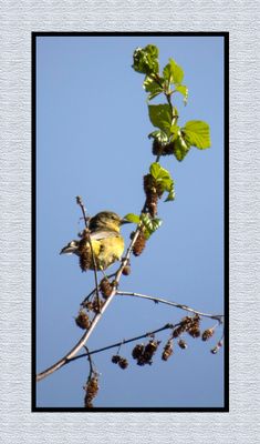 2024-05-04 6006 Orange-crowned Warbler