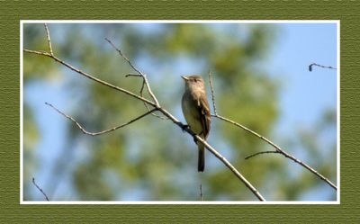 2023-06-03 6054 Willow Flycatcher