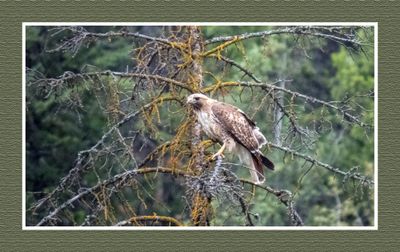 2023-06-14 6102 Red-tailed Hawk
