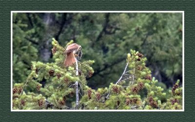 2023-06-14 6106 American Kestrel with Mouse