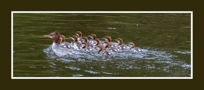 2023-06-14 6127 Common Merganser Plus 12