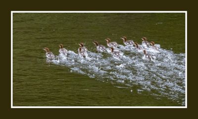 2023-06-14 6128 12 Common Merganser Chicks Spooked