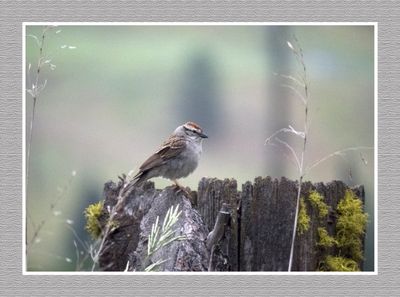 2023-06-14 6133 Chipping Sparrow
