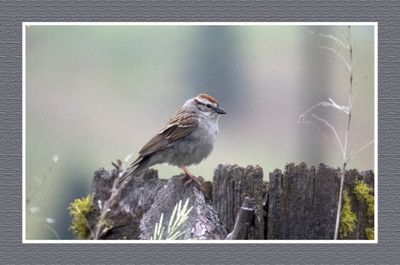 2023-06-14 6133a Chipping Sparrow